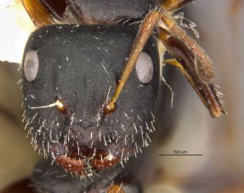 Media type: image;   Entomology 35832 Aspect: head frontal view